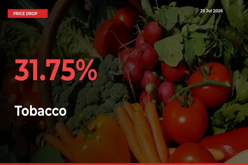 Sudden Shock! Tobacco Drops 31.75% in 24 Hours at Top Mandis