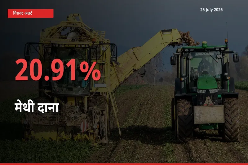 तेज़ गिरावट! मंडी में मेथी दाना के दाम 20.91% लुढ़के