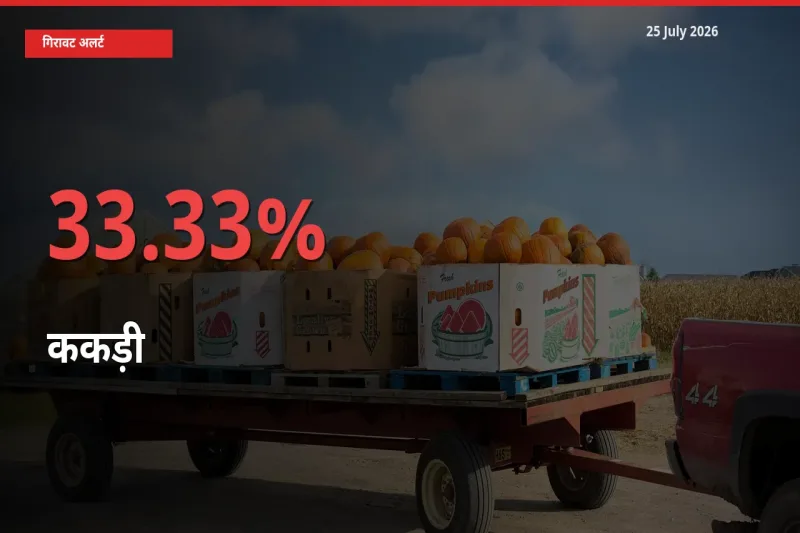 ककड़ी 33.33% गिरा, मंडी