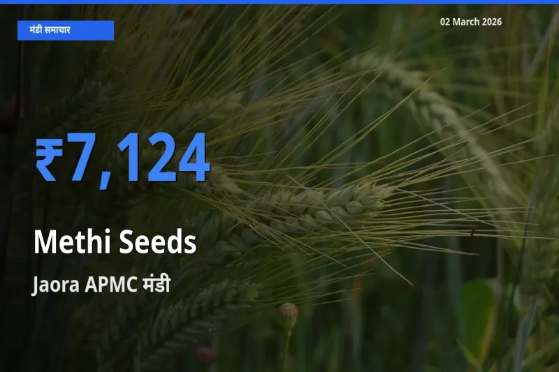 Jaora APMC मंडी में मेथी दाना ₹7,124 पर पहुँचा – आज का सर्वोच्च भाव