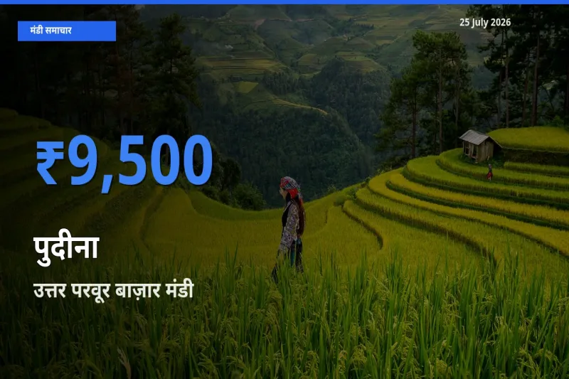 आज पुदीना के सबसे ज़्यादा दाम उत्तर परवूर बाज़ार मंडी में दर्ज
