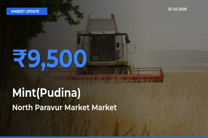 Farmers Prefer North Paravur Market as Mint(Pudina) Hits Highest Rate