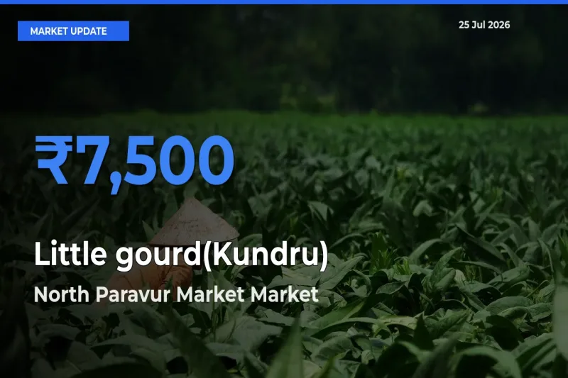 North Paravur Market Emerges as Top Mandi for Little gourd(Kundru) Prices Today