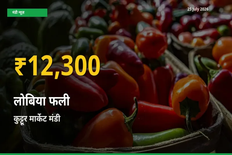 किसानों के लिए खुशखबरी! कुट्टूर मार्केट में लोबिया फली के दाम रिकॉर्ड स्तर पर