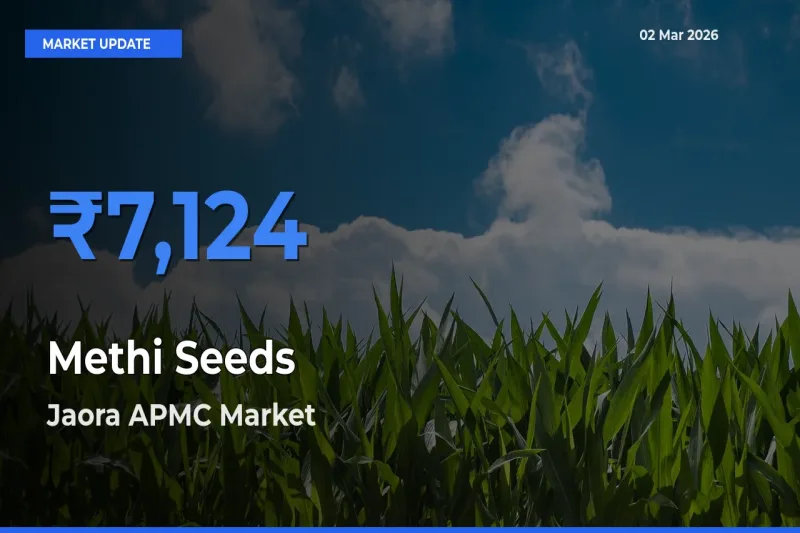 Market Watch: Jaora APMC Becomes Top Mandi for Methi Seeds