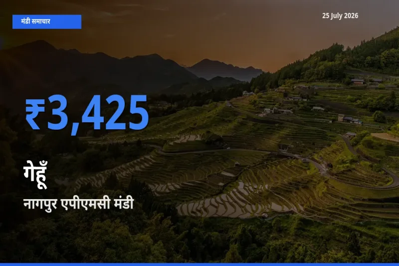 नागपुर एपीएमसी मंडी में आज गेहूँ के सबसे ऊँचे दाम दर्ज