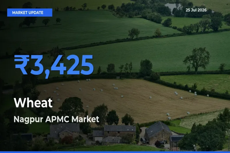 Wheat Mandi Rate Today: Nagpur APMC Tops the List