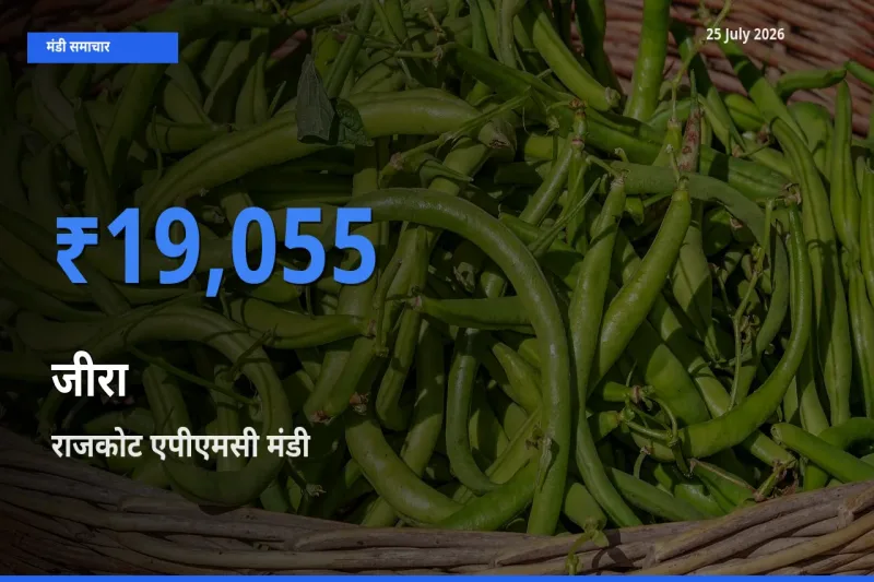 राजकोट एपीएमसी में जीरा का आज सबसे ऊँचा भाव