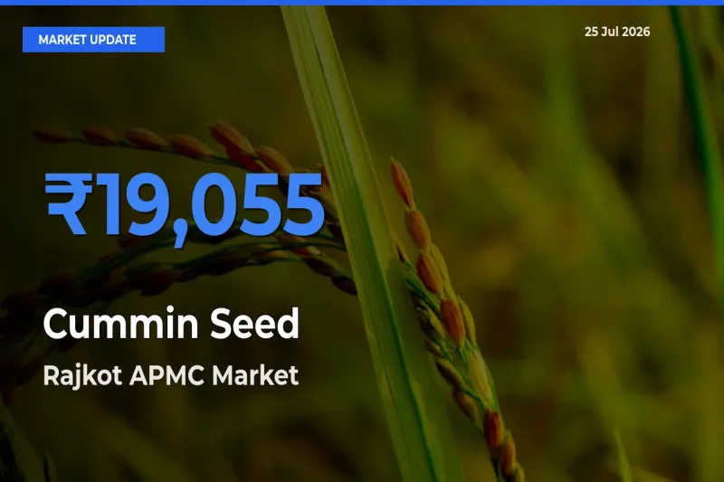 Rajkot APMC Tops Cummin Seed Rates – July 25 Market Update