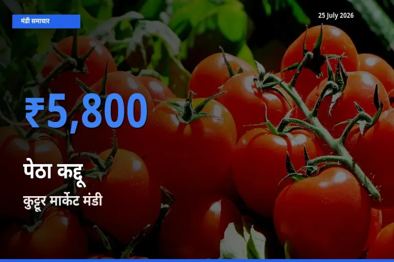 कुट्टूर मार्केट मंडी में पेठा कद्दू ₹5,800 पर पहुँचा – आज का सर्वोच्च भाव
