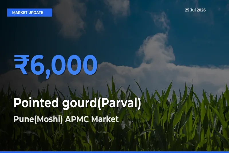 Pune(Moshi) APMC Emerges as Top Mandi for Pointed gourd(Parval) Prices Today