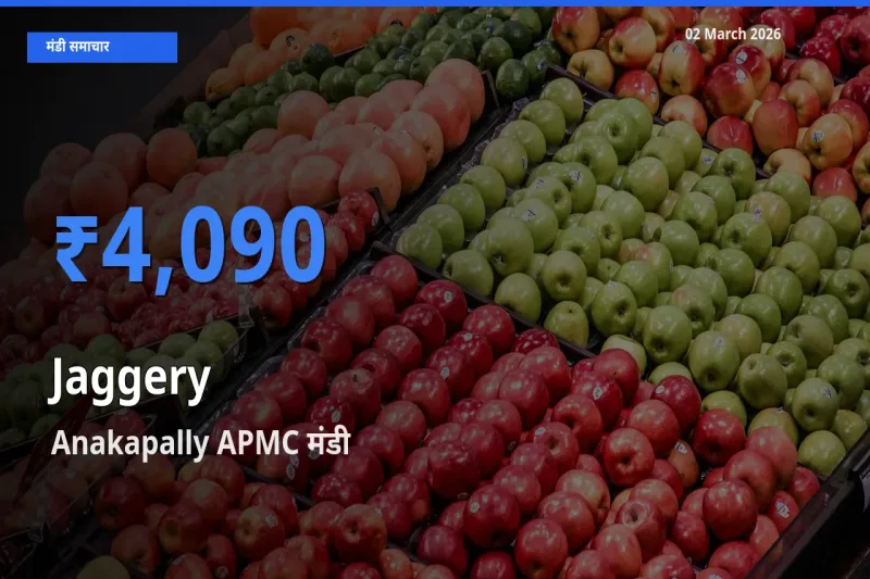 Anakapally APMC मंडी में गुड़ ₹4,090 पर पहुँचा – आज का सर्वोच्च भाव