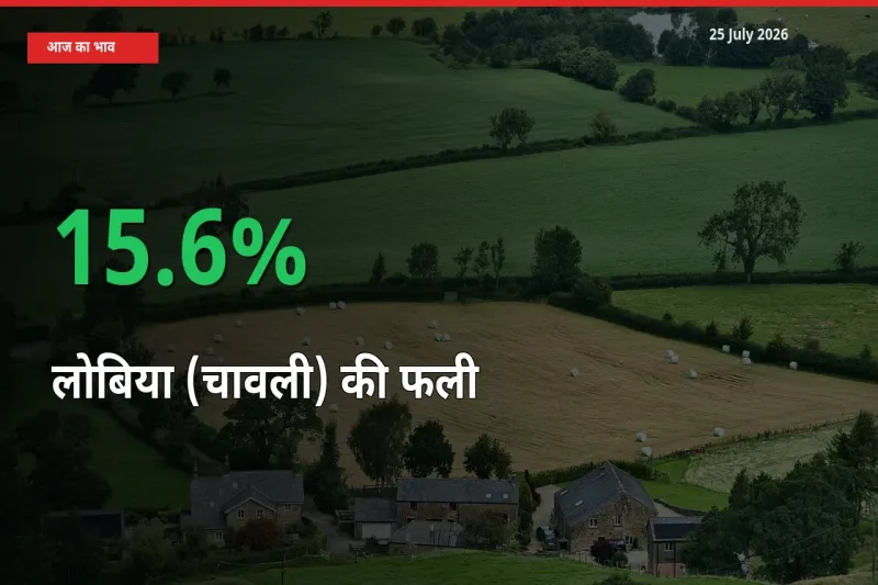 किसानों के लिए खुशखबरी! स्थानीय मंडी में लोबिया (चावली) की फली 15.6% उछला