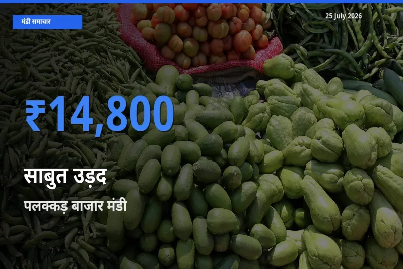 आज का मंडी भाव: साबुत उड़द के सबसे ज़्यादा दाम पलक्कड़ बाजार में