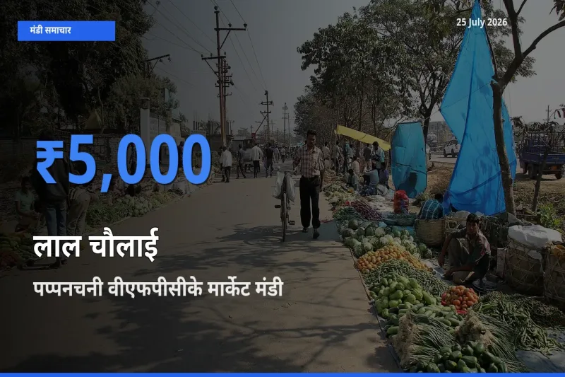 आज लाल चौलाई के सबसे ऊँचे दाम ₹5,000 पप्पनचनी वीएफपीसीके मार्केट मंडी में