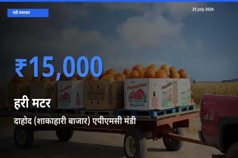 आज हरी मटर के सबसे ज़्यादा दाम दाहोद (शाकाहारी बाजार) एपीएमसी मंडी में दर्ज
