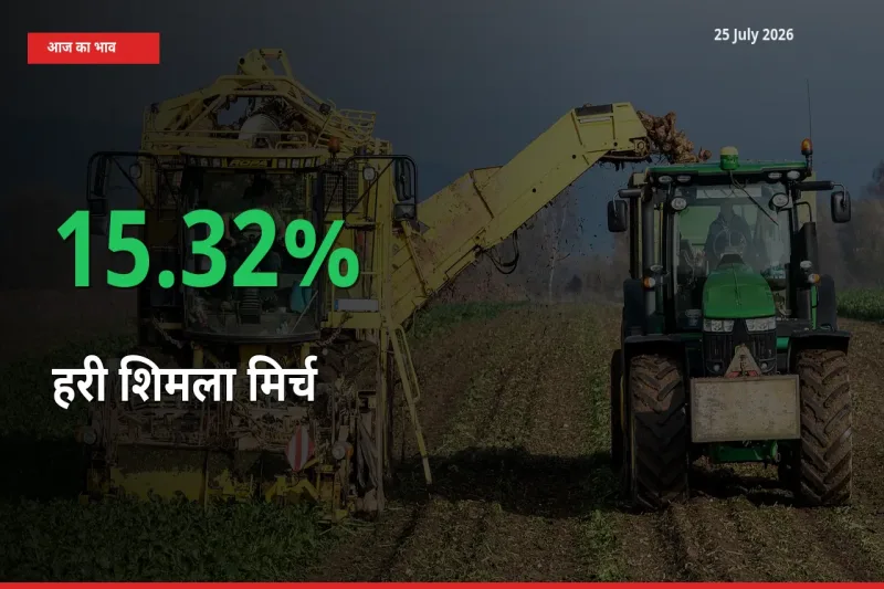 किसानों के लिए खुशखबरी! स्थानीय मंडी में हरी शिमला मिर्च 15.32% उछला