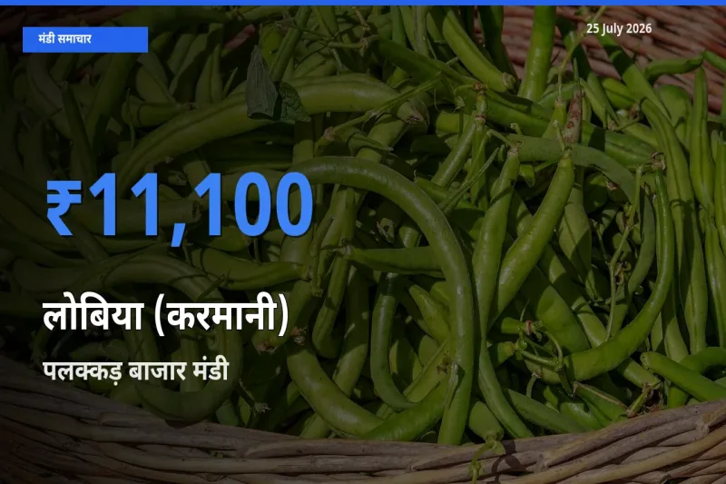 बाज़ार संकेत: पलक्कड़ बाजार बना लोबिया (करमानी) के लिए आज की टॉप मंडी