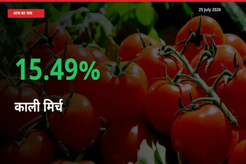बाज़ार संकेत: काली मिर्च के भाव मंडी में 15.49% ऊपर