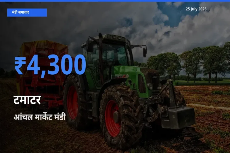 टॉप मंडी बना आंचल मार्केट! टमाटर के सबसे ऊँचे दाम यहीं दर्ज