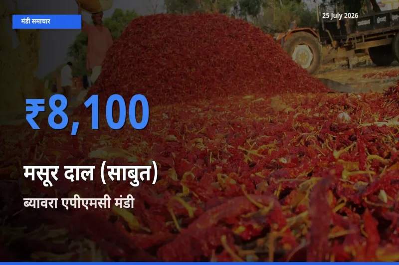 आज का मंडी भाव: मसूर दाल (साबुत) के सबसे ज़्यादा दाम ब्यावरा एपीएमसी में