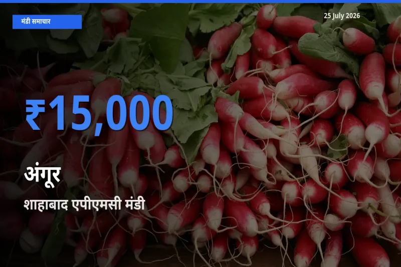 आज का मंडी भाव: अंगूर के सबसे ज़्यादा दाम शाहाबाद एपीएमसी में