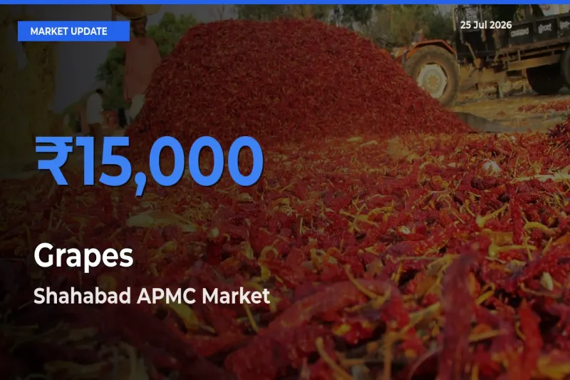 Grapes Mandi Rate Today: Shahabad APMC Tops the List