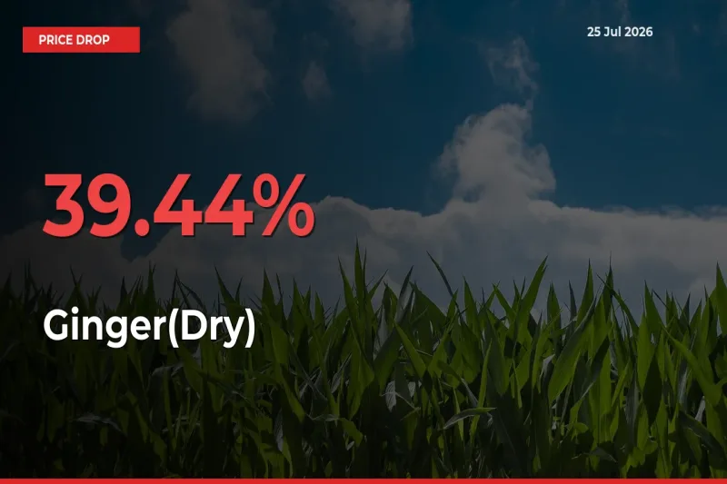 This Mandi Records 39.44% Fall in Ginger(Dry) Prices