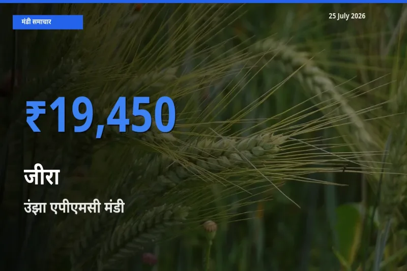 आज का मंडी भाव: जीरा के सबसे ज़्यादा दाम उंझा एपीएमसी में
