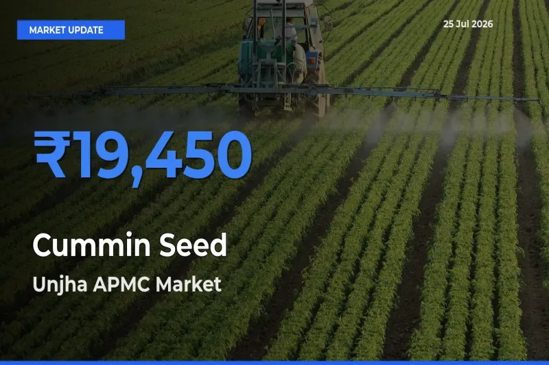 Market Watch: Unjha APMC Becomes Top Mandi for Cummin Seed