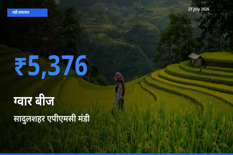सादुलशहर एपीएमसी में ग्वार बीज का आज सबसे ऊँचा भाव