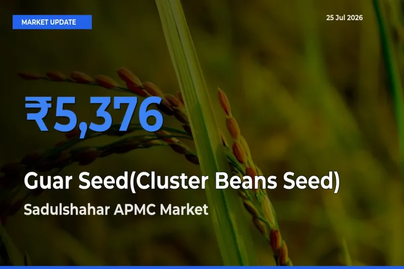 Sadulshahar APMC Offers ₹5,376 – Highest Guar Seed(Cluster Beans Seed) Rate Today