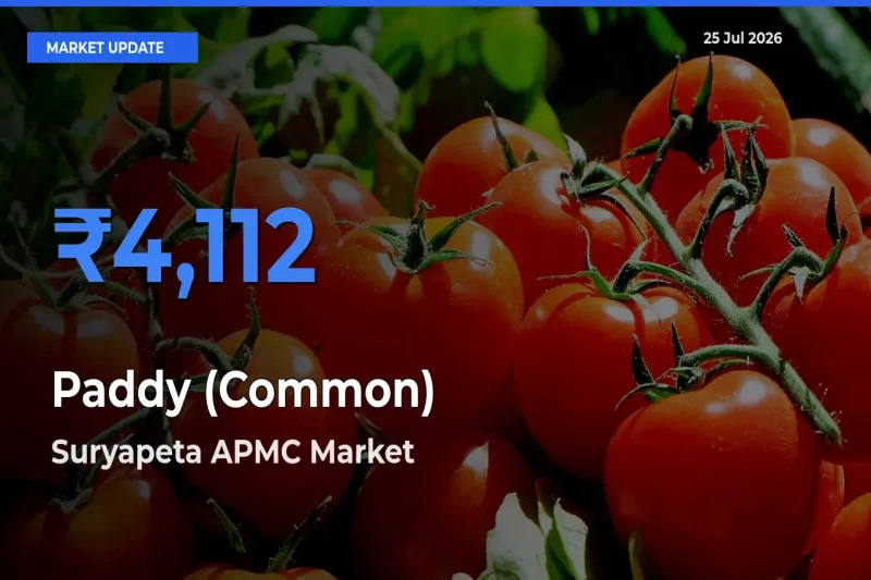 Suryapeta APMC Tops Paddy (Common) Mandi Rates Today