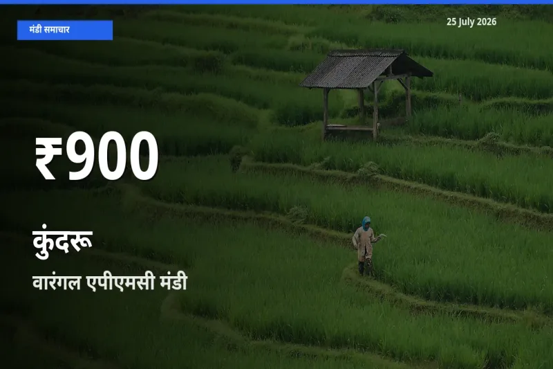 आज का मंडी भाव: वारंगल एपीएमसी में कुंदरू 30 दिन के सबसे कम स्तर पर