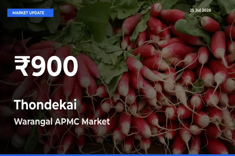 Sharp Fall! Thondekai Prices Drop to 30-Day Low in Warangal APMC