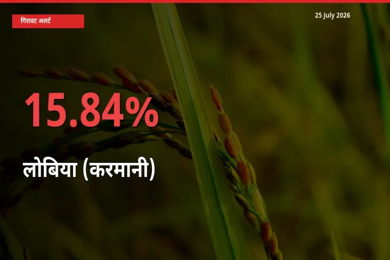 लोबिया (करमानी) 15.84% गिरा, मंडी