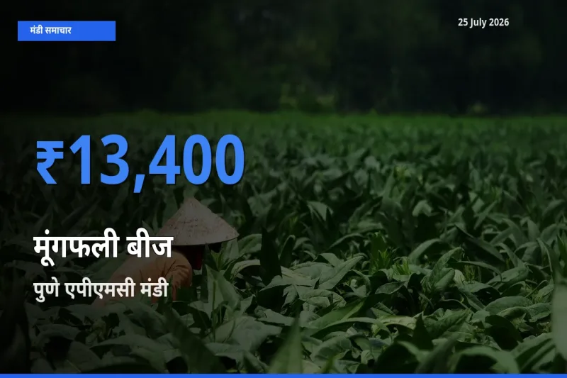 आज मूंगफली बीज के सबसे ज़्यादा दाम पुणे एपीएमसी मंडी में दर्ज