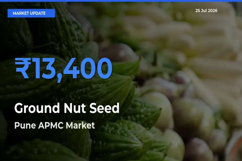 Ground Nut Seed Mandi Rate Today: Pune APMC Tops the List