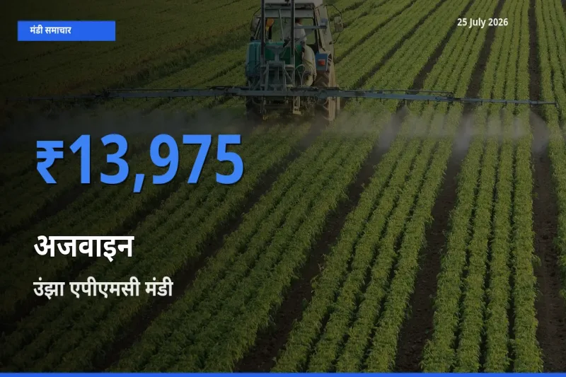 आज अजवाइन के सबसे ऊँचे दाम ₹13,975 उंझा एपीएमसी मंडी में
