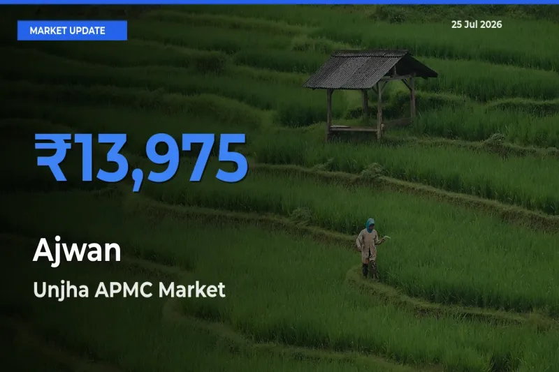 Unjha APMC Offers ₹13,975 – Highest Ajwan Rate Today
