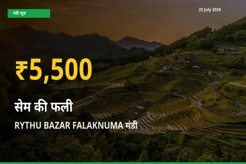 30 दिनों में सबसे ऊँचे स्तर पर सेम की फली के दाम, RYTHU BAZAR FALAKNUMA में उछाल