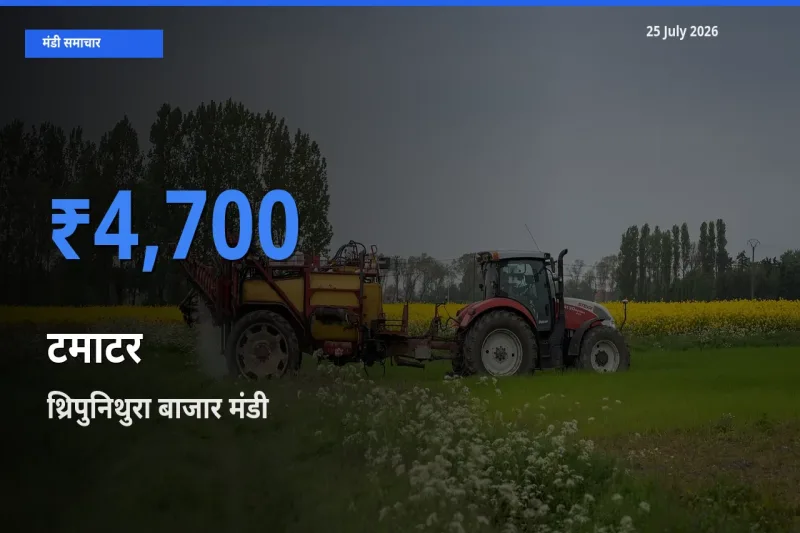 किसानों की पसंद बना थ्रिपुनिथुरा बाजार, टमाटर के सबसे अच्छे दाम