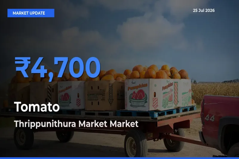 Thrippunithura Market Offers ₹4,700 – Highest Tomato Rate Today