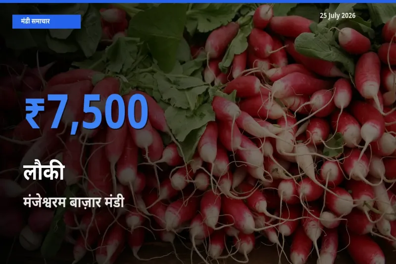 मंजेश्वरम बाज़ार मंडी में आज लौकी के सबसे ऊँचे दाम दर्ज