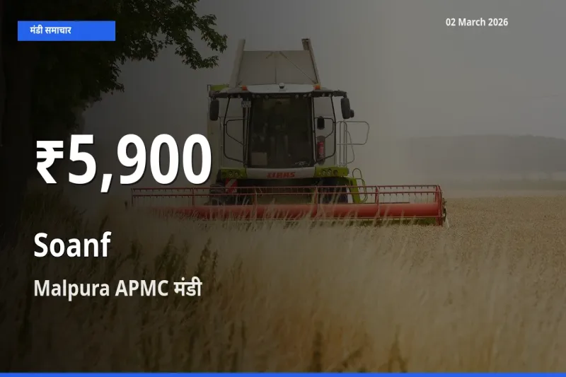 Malpura APMC में सौंफ ₹5,900 पर गिरा – 30 दिन का न्यूनतम भाव