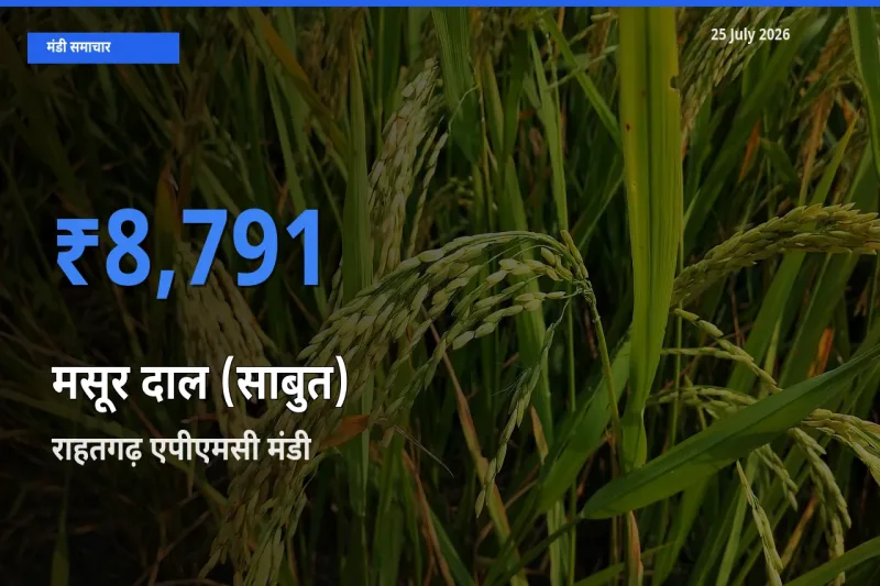 राहतगढ़ एपीएमसी मंडी में आज मसूर दाल (साबुत) के सबसे ऊँचे दाम दर्ज