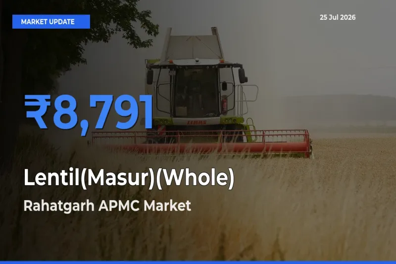 Rahatgarh APMC Offers ₹8,791 – Highest Lentil(Masur)(Whole) Rate Today