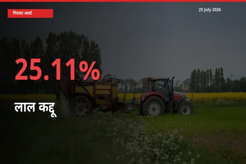 अचानक झटका! मंडी में लाल कद्दू के दाम 25.11% टूटे