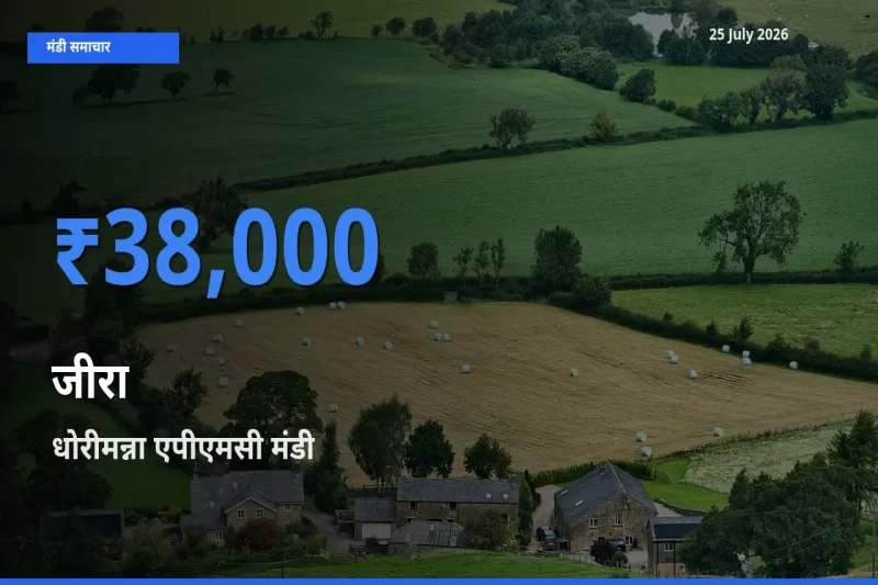 आज जीरा के सबसे ऊँचे दाम ₹38,000 धोरीमन्ना एपीएमसी मंडी में