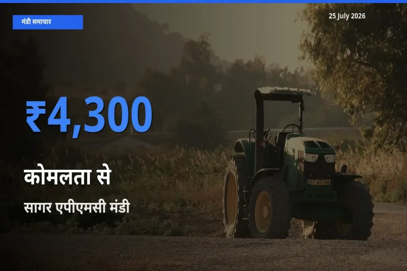 25 July अपडेट: कोमलता से के सबसे ऊँचे दाम सागर एपीएमसी मंडी में